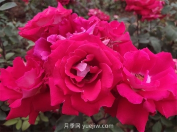 愛月季的優(yōu)缺點是什么？