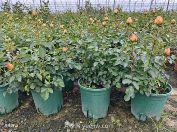 夏季月季管理做好這5點，長勢旺盛，秋花更美