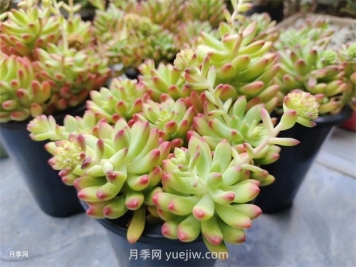 多肉植物怎么養(yǎng)護(hù)？教你多肉植物的種植方法