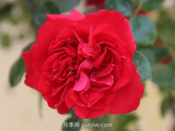 魯碩紅月季優(yōu)缺點分析，國月大藤本