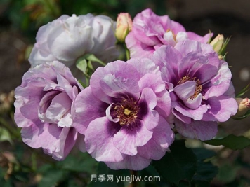 萬眾矚目月季的優(yōu)缺點是什么？