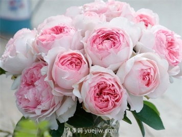伊芙乙女心月季的優(yōu)缺點(diǎn)是什么？