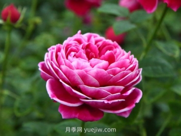 日本瑪麗玫瑰月季的優(yōu)缺點(diǎn)是什么？