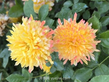 煙花波浪月季的優(yōu)缺點(diǎn)是什么？