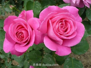 用懶人花盆養(yǎng)花的優(yōu)缺點(diǎn)有哪些？
