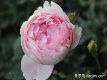 伊芙雪伯爵月季的優(yōu)缺點是什么？