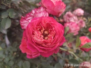 藤寶貝月季是大藤本嗎，藤寶貝有什么優(yōu)缺點？