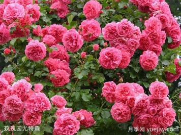 玫瑰園尤特森月季的優(yōu)缺點(diǎn)是什么？