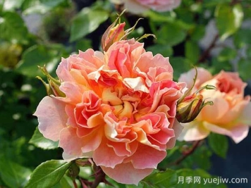 南瓜燈籠月季的優(yōu)缺點(diǎn)有哪些？顏色迷人