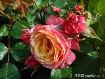 浪漫比克月季的優(yōu)缺點(diǎn)是什么？
