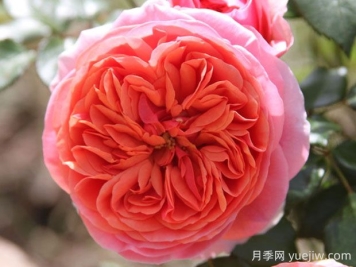 音樂(lè)廳月季的優(yōu)缺點(diǎn)是什么？