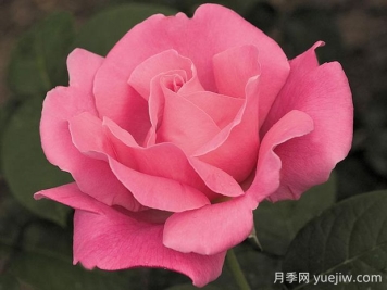 香歡喜月季的優(yōu)缺點(diǎn)是什么？