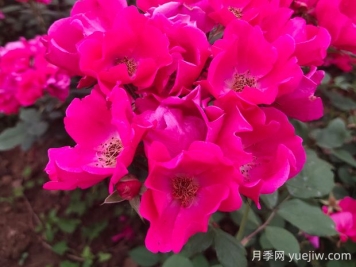 小桃紅月季的優(yōu)缺點是什么？