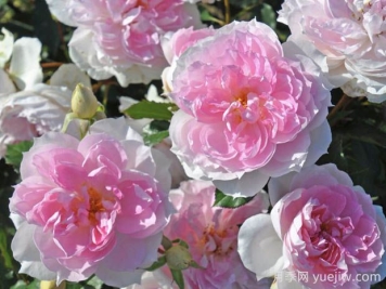夏莉瑪月季的優(yōu)缺點(diǎn)是什么？