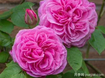 格特魯?shù)陆芑鶢栐录镜膬?yōu)缺點是什么？