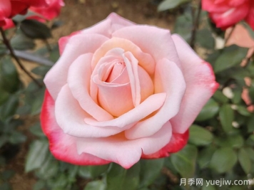 丹頂月季的優(yōu)缺點(diǎn)是什么？