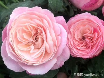 環(huán)美空月季的優(yōu)缺點(diǎn)是什么？