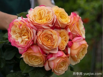 卡普里月季的優(yōu)缺點是什么？