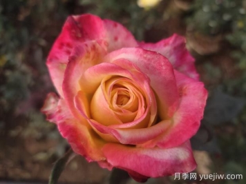 哈雷彗星月季的優(yōu)缺點是什么？