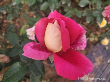 火和平月季的優(yōu)缺點是什么？