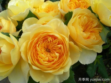 圣女貞德月季的優(yōu)缺點(diǎn)是什么？