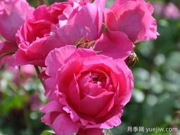 粉云月季的優(yōu)缺點(diǎn)是什么？