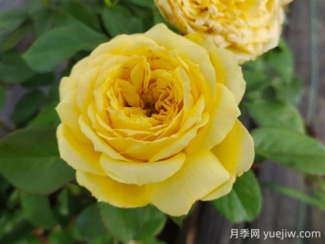 凱特琳娜月季的優(yōu)缺點是什么？