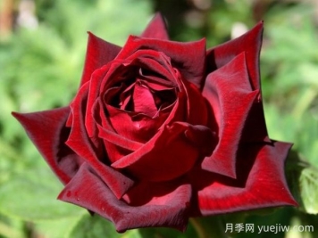 玫昂爸爸月季的優(yōu)缺點是什么？
