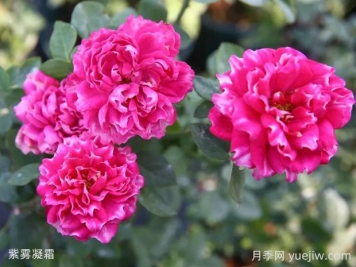 紫霧凝霜月季的優(yōu)缺點(diǎn)是什么？