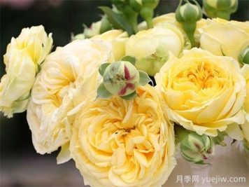 卡特琳娜月季的優(yōu)點是什么？