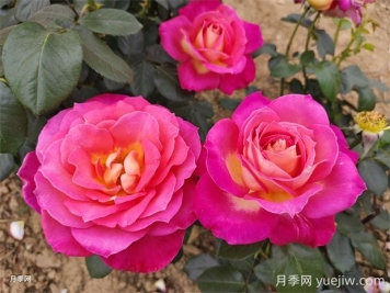 北極風(fēng)神月季的優(yōu)缺點是什么？