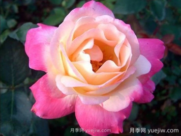 雜技表演月季的優(yōu)缺點(diǎn)是什么？
