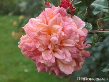阿羅哈月季的優(yōu)缺點(diǎn)是什么？