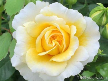 太陽(yáng)和心月季