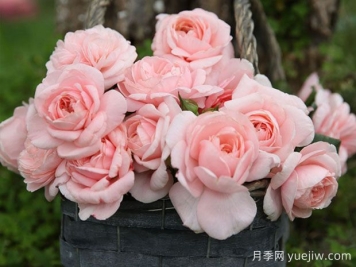 瑪希娜月季的優(yōu)缺點是什么？