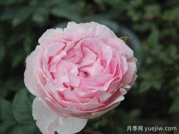 伊芙雪伯爵月季/伊芙雪吻月季