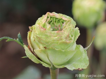 推薦6種綠色系月季品種，清新脫俗，難得一見