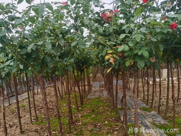 樹狀月季枝條干枯了怎么辦？