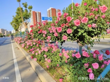 園林和林業(yè)如何界定？