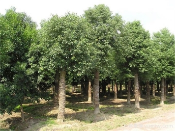 香樟大樹移植技術(shù)