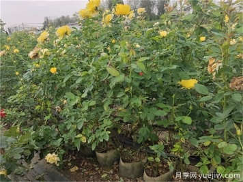 夏季月季花常見的8大問題和應(yīng)對方法