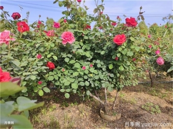反季節(jié)移栽苗木應(yīng)該注意哪些技術(shù)要點(diǎn)？