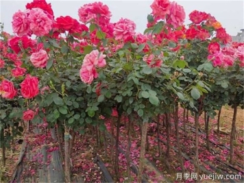七八月份園林植物應(yīng)該怎樣去養(yǎng)護？