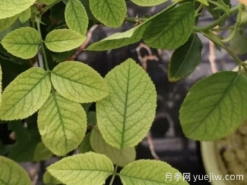 月月季花黃葉長不好？9種常見缺素癥盤點