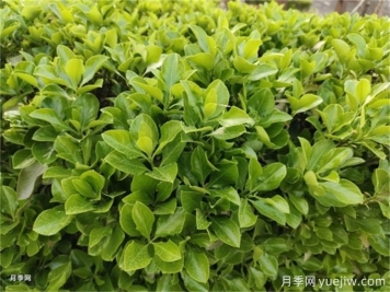 海桐與大葉黃楊，品賞觀葉植物之美