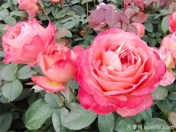 月季夏季養(yǎng)護，讓月季安全度夏的小秘訣