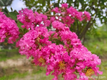 15種曬不死的花，適合夏天種在院子里