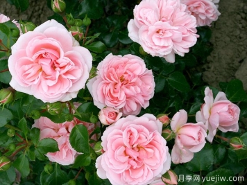修女的童話月季的優(yōu)缺點(diǎn)是什么？