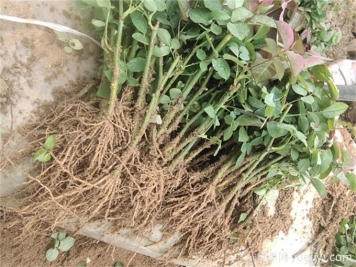 月季花水培扦插，解鎖花卉繁殖新技能