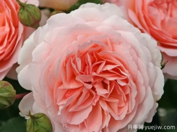 童話(huà)魔法月季/極樂(lè)芬芳月季